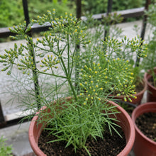 Chinese Thorowax Seeds