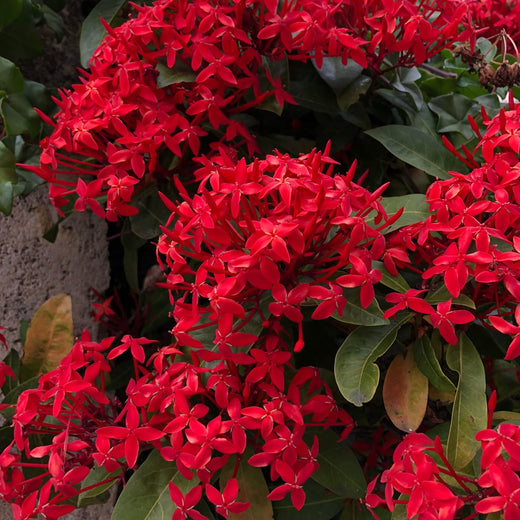 Rare Ixora Flower Seeds