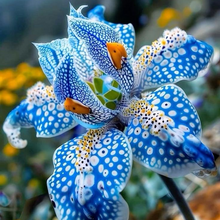 Lily Seeds