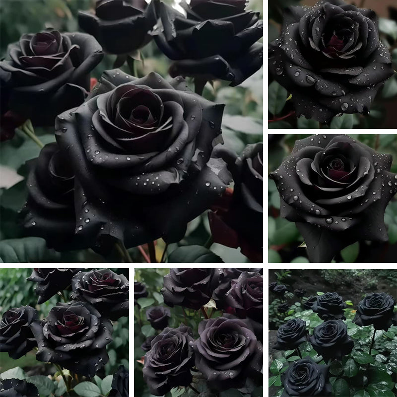 Black rose up to 50%