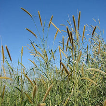 Phalaris Aquatica Grass Seeds