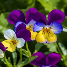 Violet Flower Seeds