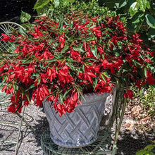Boliviensis Begonia Santa Cruz Sunset Seeds