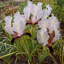 Iris Seeds
