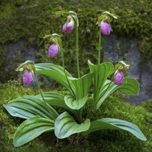 Pink Lady's Slipper Seeds