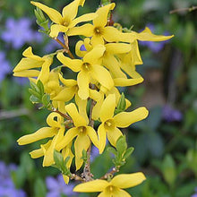 Forsythia Seeds