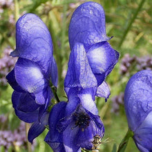 Monkshood Seeds