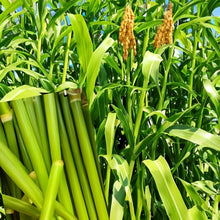Sweet Sorghum Seeds