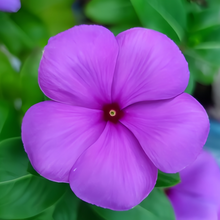 Blue Catharanthus Roseus Vinca Seeds