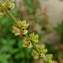 Sweet Basil Seeds
