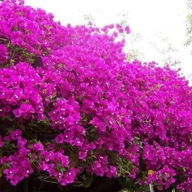 Bougainvillea Seeds