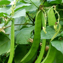 Sword Bean Plant Seeds