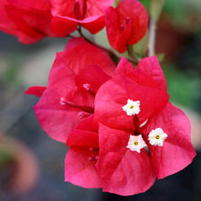 Red Bougainvillea Flower Seeds