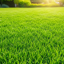 Pixie Grass Seed