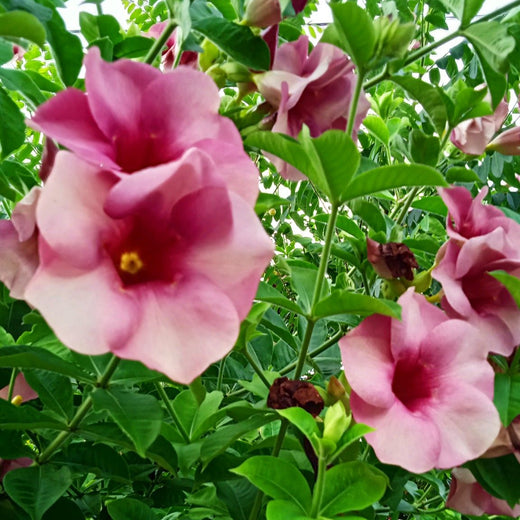 Purple Allamanda Flower Seeds