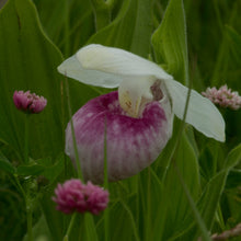 Ladys Slipper Seeds
