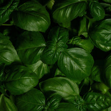 Sweet Basil Seeds