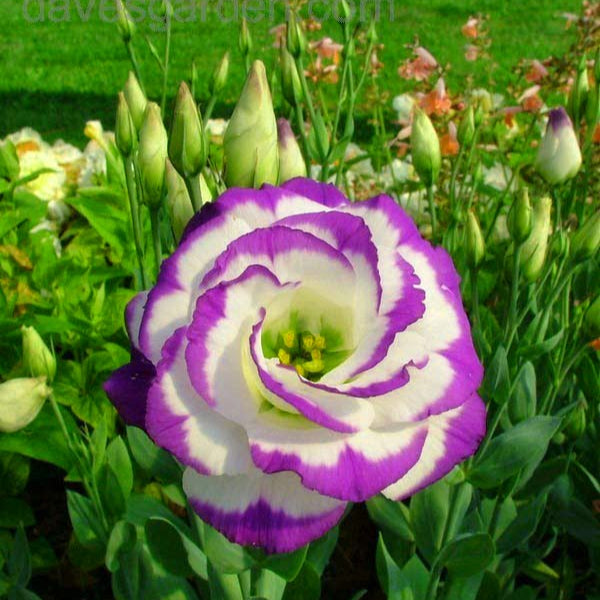 Eustoma Seeds - White Blue