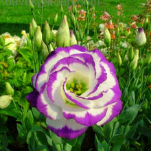 Eustoma Seeds - White Blue