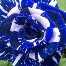 Osiria Rose Seeds - Blue White