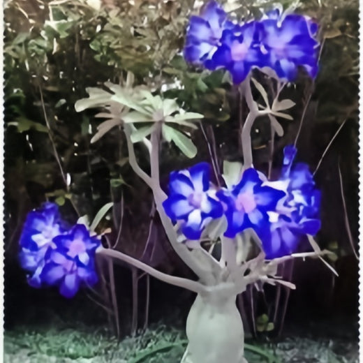 Desert Rose Flower Seeds