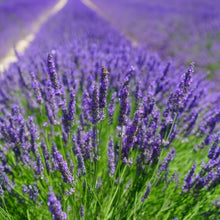 Lavender Seeds