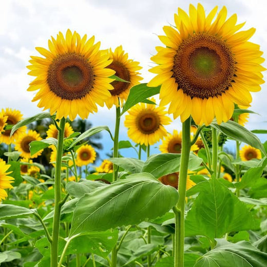 Sunflower Seeds