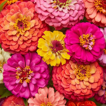 Zinnia Seeds