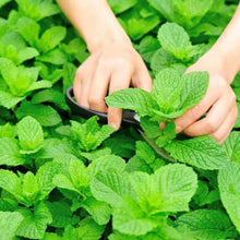 Mint Seeds
