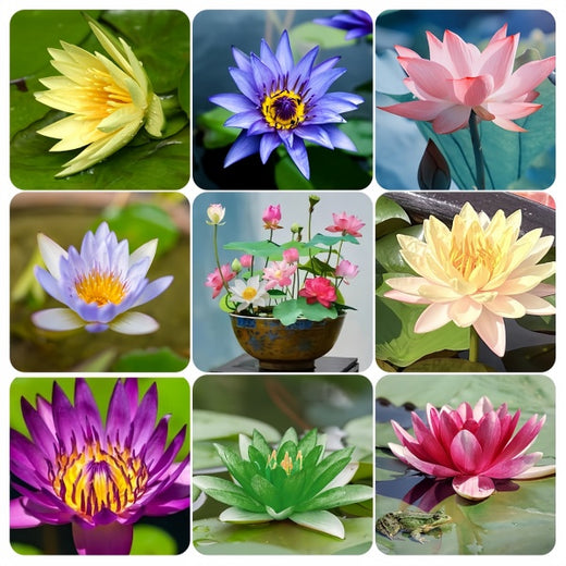 Lotus Seeds