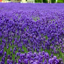 Lavender Seeds