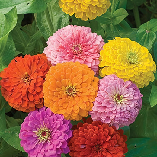 Zinnia Seeds