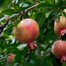 Pomegranate Seeds