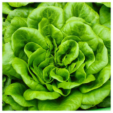 Lettuce Seeds