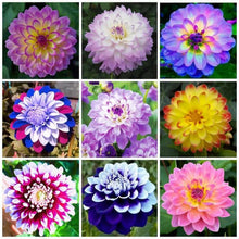 Dahlia Seeds