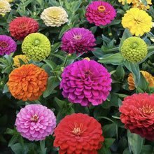 Zinnia Seeds