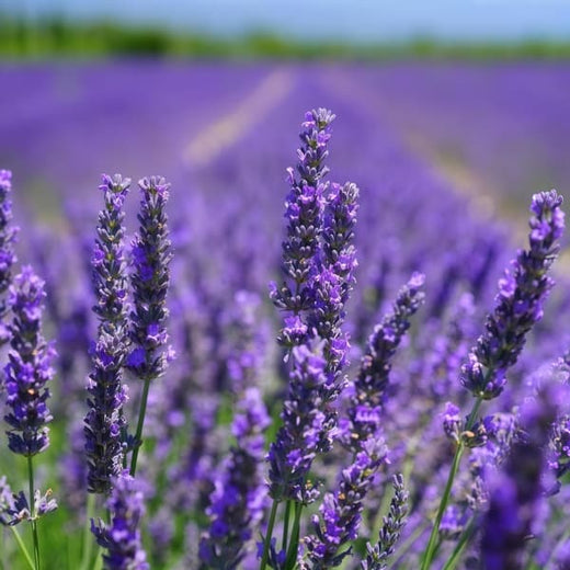 Lavender Seeds