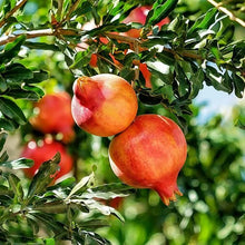 Pomegranate Seeds