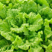 Lettuce Seeds