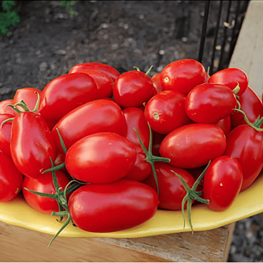 Cherry Tomato Seeds