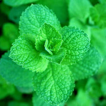 Mint Seeds