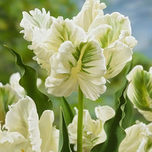Tulip Seeds