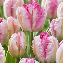 Tulip Seeds
