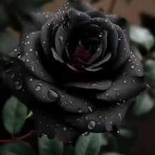Black Rose Seeds
