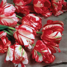 Tulip Seeds