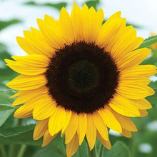 Sunflower Seeds