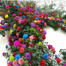 Climbing Rose Seeds