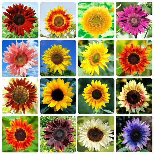 Sunflower Seeds