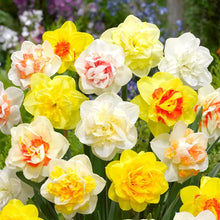 Narcissus Seeds - Mixed Colors