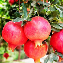 Pomegranate Seeds